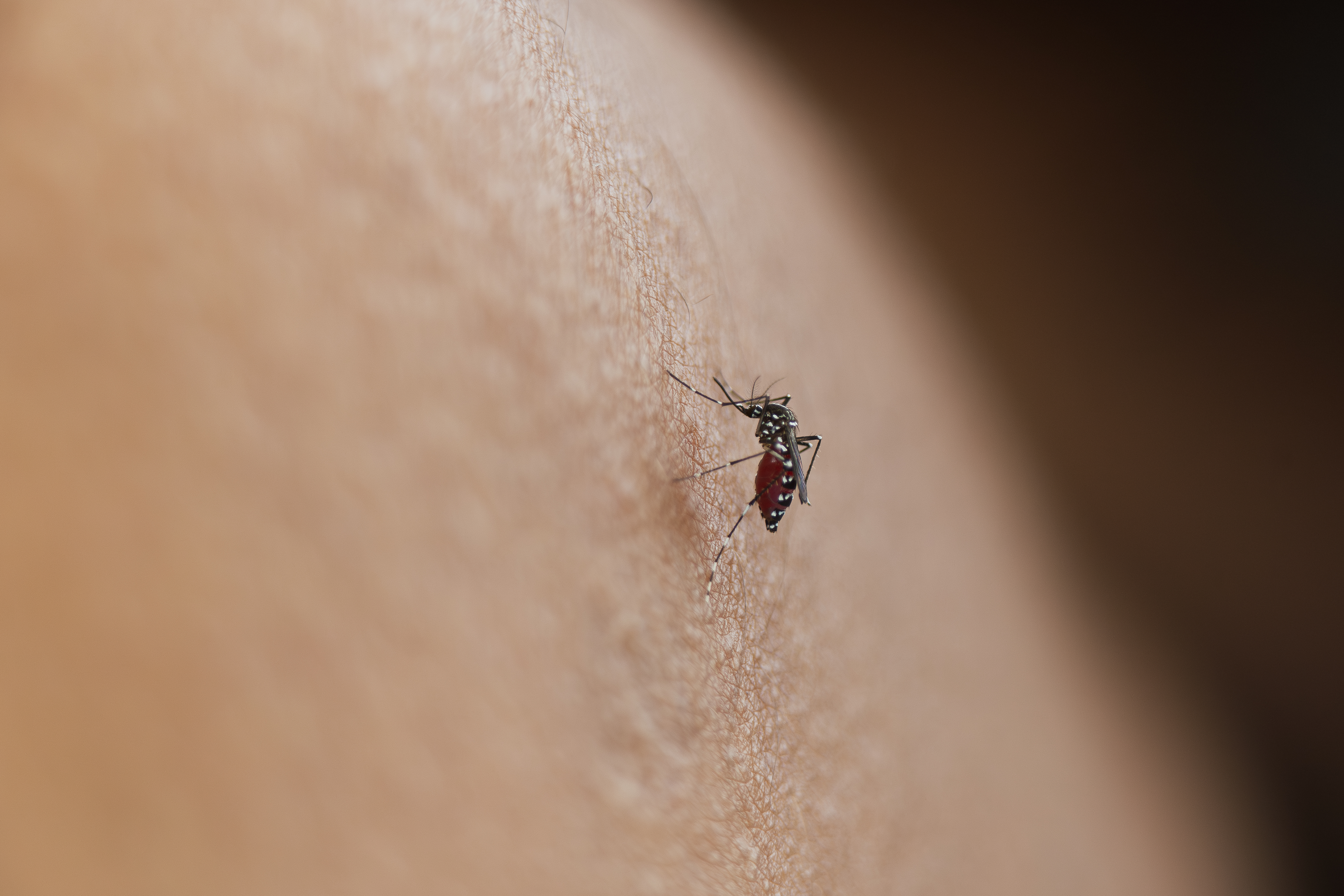 mosquito