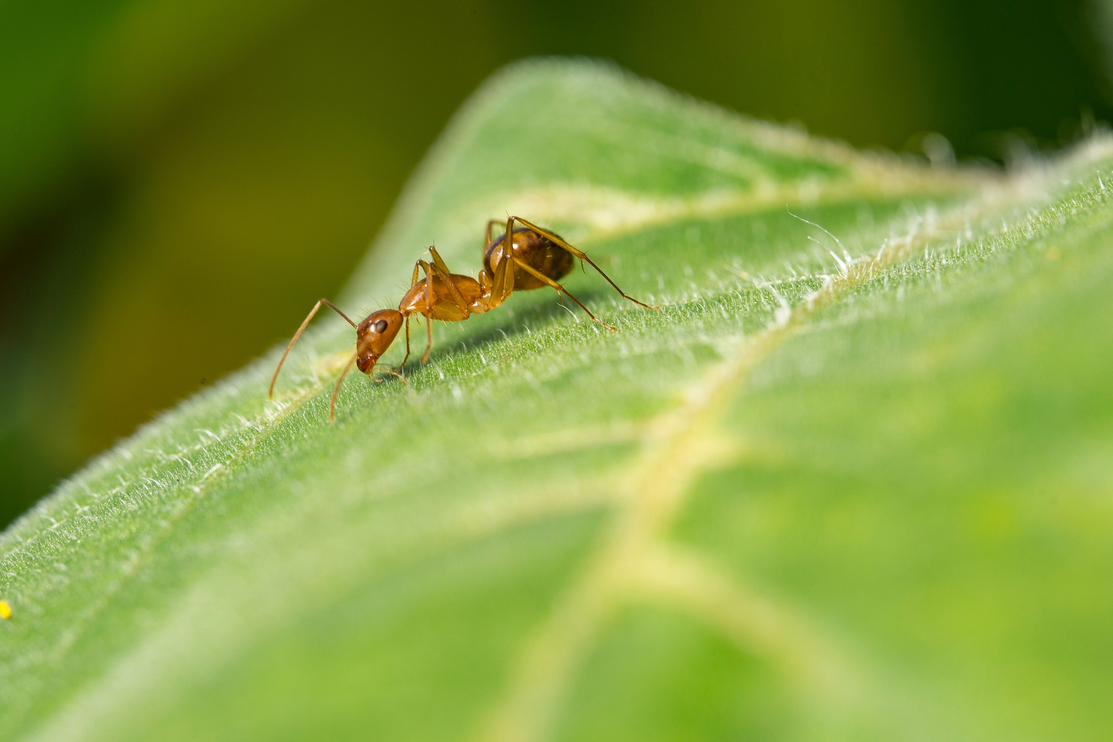 Formica argentina Linepithema humile su foglia